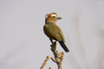 Rufous-crowned Roller